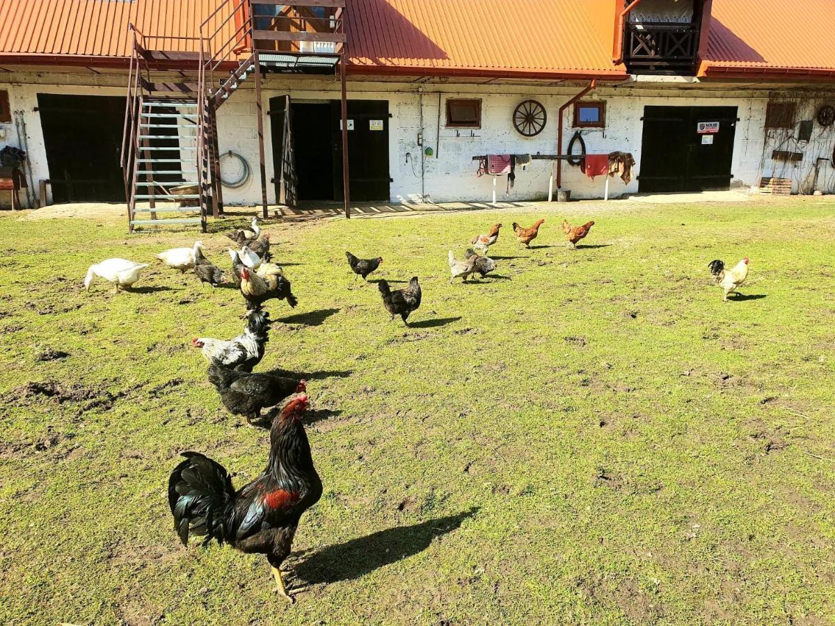 Kurnik Polski Agroturystyka Tykocin Exterior foto